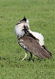 Kori Bustard